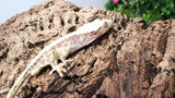 CG297- Male Lavender Crested Gecko