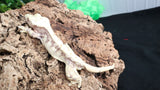 CG297- Male Lavender Crested Gecko