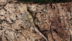 CG313- RTB Male Chocolate Charcoal Crested Gecko