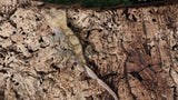 CG313- RTB Male Chocolate Charcoal Crested Gecko