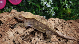 CG313- RTB Male Chocolate Charcoal Crested Gecko