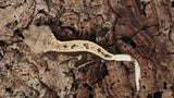 CG310- Male Pinstripe Harlequin Crested Gecko