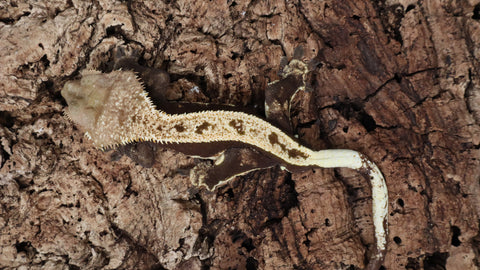 CG310- Male Pinstripe Harlequin Crested Gecko