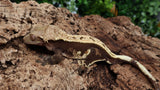 CG310- Male Pinstripe Harlequin Crested Gecko