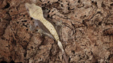 CG309- RTB Female Harlequin Crested Gecko