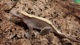 CG309- RTB Female Harlequin Crested Gecko