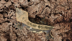 CG314- RTB Female Dark base Partial Pinstripe Crested Gecko