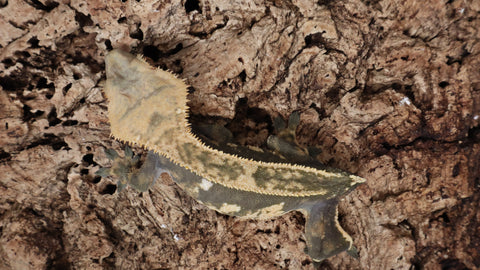 CG314- RTB Female Dark base Partial Pinstripe Crested Gecko