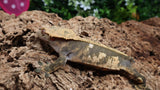 CG314- RTB Female Dark base Partial Pinstripe Crested Gecko