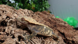 CG314- RTB Female Dark base Partial Pinstripe Crested Gecko