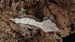 CG307- Pos. Softscale High white Extreme Harlequin Crested Gecko