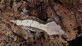 CG307- Pos. Softscale High white Extreme Harlequin Crested Gecko