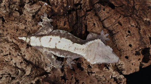 CG307- Pos. Softscale High white Extreme Harlequin Crested Gecko