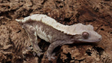 CG307- Pos. Softscale High white Extreme Harlequin Crested Gecko