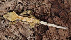 CG316- Male Drippy Extreme Harlequin Crested Gecko