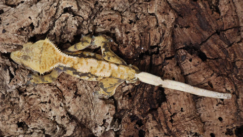 CG316- Male Drippy Extreme Harlequin Crested Gecko