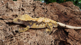 CG316- Male Drippy Extreme Harlequin Crested Gecko