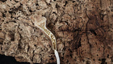 CG326- RTB Male Pinstripe Harlequin Crested Gecko