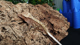 CG326- RTB Male Pinstripe Harlequin Crested Gecko