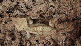 CG325- RTB Male Yellow Dalmation Crested Gecko