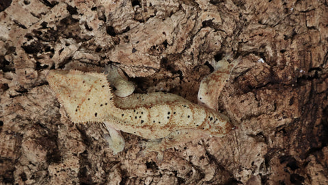 CG325- RTB Male Yellow Dalmation Crested Gecko