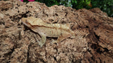 CG325- RTB Male Yellow Dalmation Crested Gecko