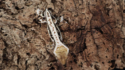 CG324- Male Tricolor Whitewall Crested Gecko