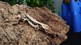 CG324- Male Tricolor Whitewall Crested Gecko