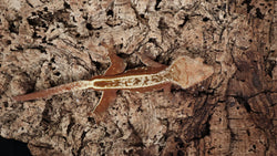 CG323- RTB Male Red Empty Back Crested Gecko