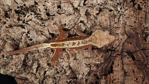 CG323- RTB Male Red Empty Back Crested Gecko