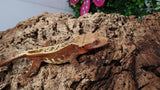 CG323- RTB Male Red Empty Back Crested Gecko