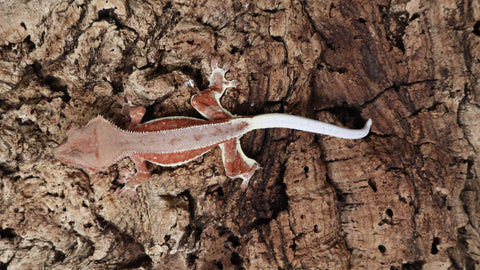 CLW130- Male Red Lilly White Crested Gecko