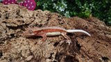 CLW130- Male Red Lilly White Crested Gecko