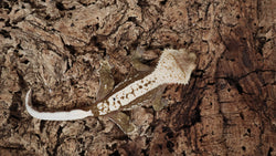 CG322- RTB Female Red Harlequin Crested Gecko