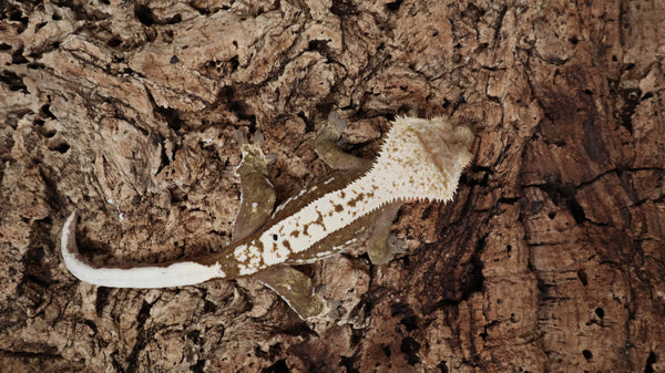 CG322- RTB Female Red Harlequin Crested Gecko