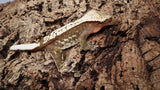 CG322- RTB Female Red Harlequin Crested Gecko