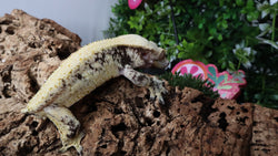 G321- RTB Male Pixel Extreme Harlequin Crested Gecko