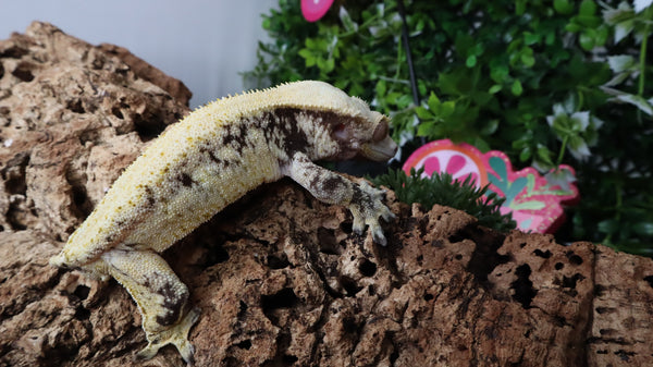 G321- RTB Male Pixel Extreme Harlequin Crested Gecko