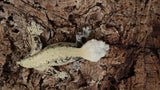 G321- RTB Male Pixel Extreme Harlequin Crested Gecko