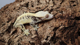 G321- RTB Male Pixel Extreme Harlequin Crested Gecko