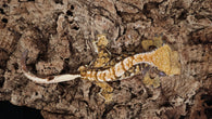 CG319- Male Tricolor Crested Gecko