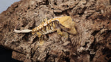 CG319- Male Tricolor Crested Gecko
