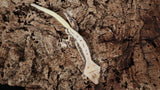 CLW129- Male TriColor Lilly White Crested Gecko