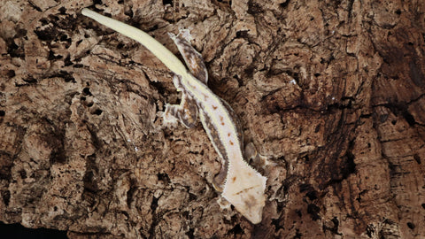 CLW129- Male TriColor Lilly White Crested Gecko