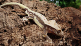 CLW129- Male TriColor Lilly White Crested Gecko