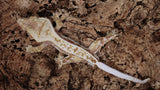 CG327- Male Red Drippy Pinstripe Crested Gecko