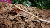 CG327- Male Red Drippy Pinstripe Crested Gecko