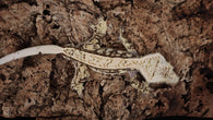 CG332- Extreme Tricolor Crested Gecko