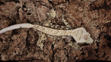 CG332- Extreme Tricolor Crested Gecko