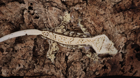 CG332- Extreme Tricolor Crested Gecko
